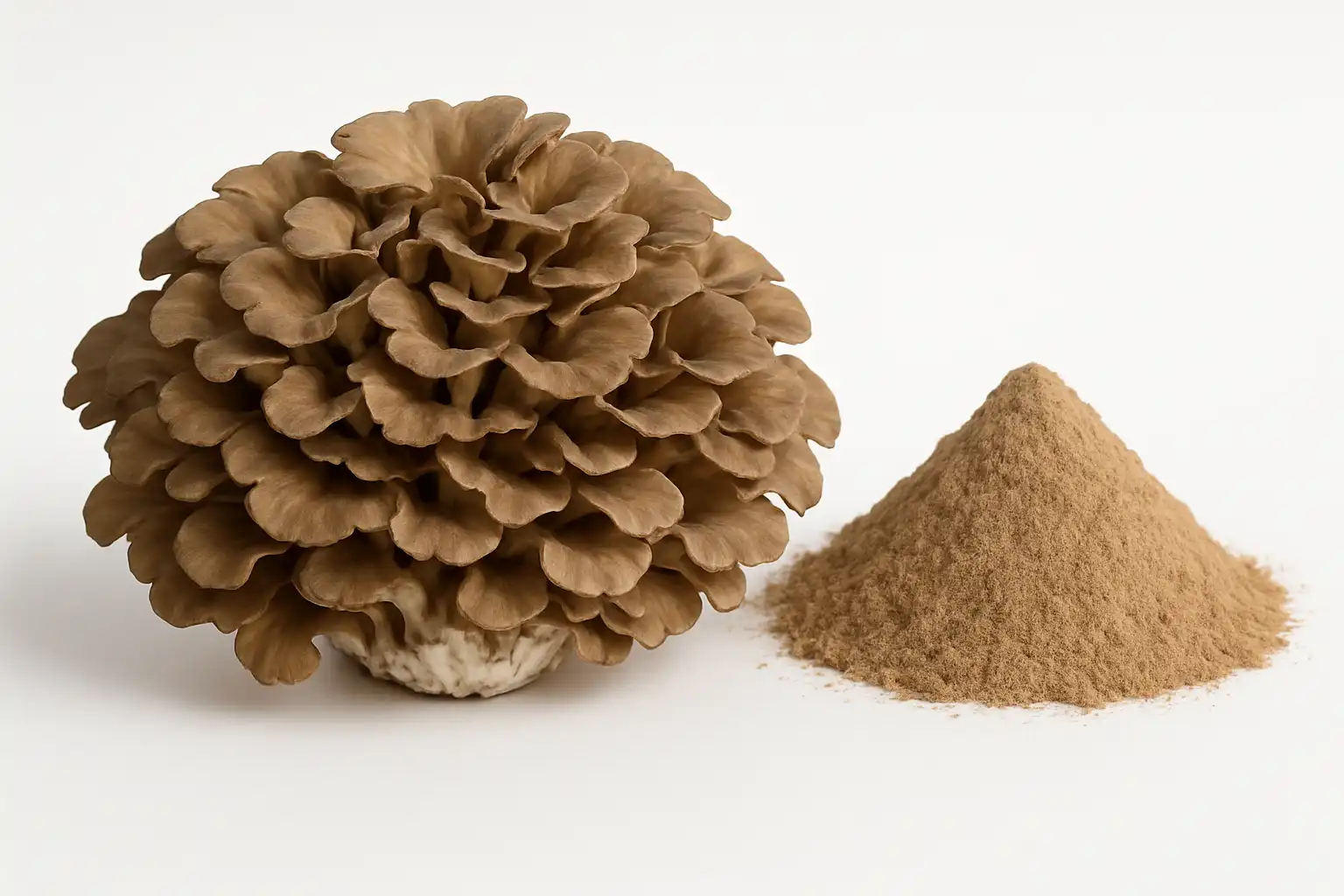Grifola Frondosa Extract (Maitake)